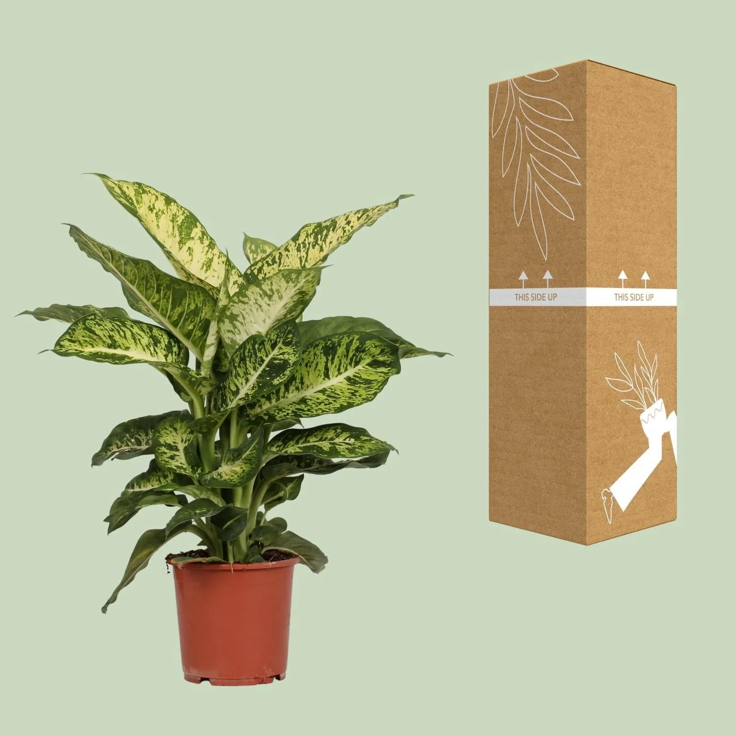 Dieffenbachia Mars (Dumb Cane) ↑ 50 cm